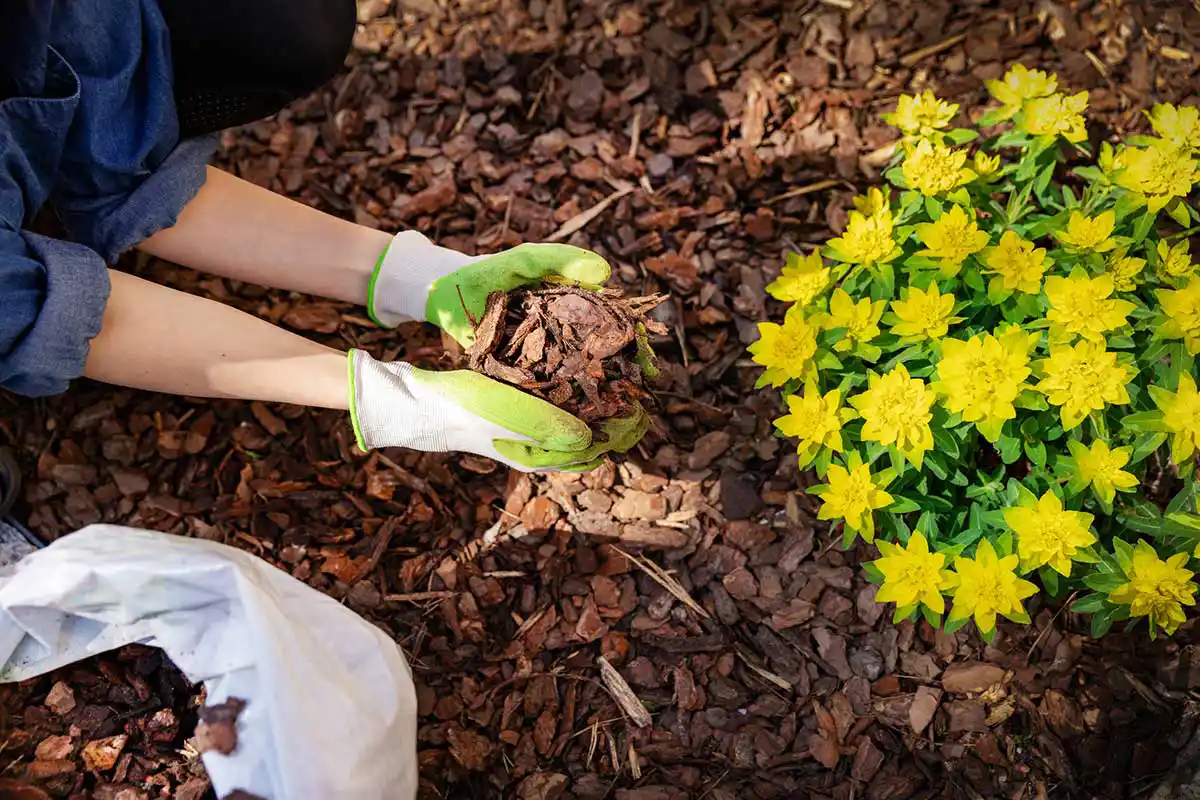 Skilled Landscaping Services
