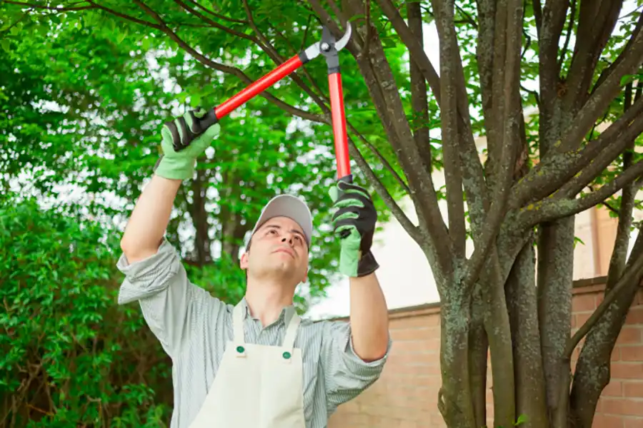 Tree and Shrub Trimming