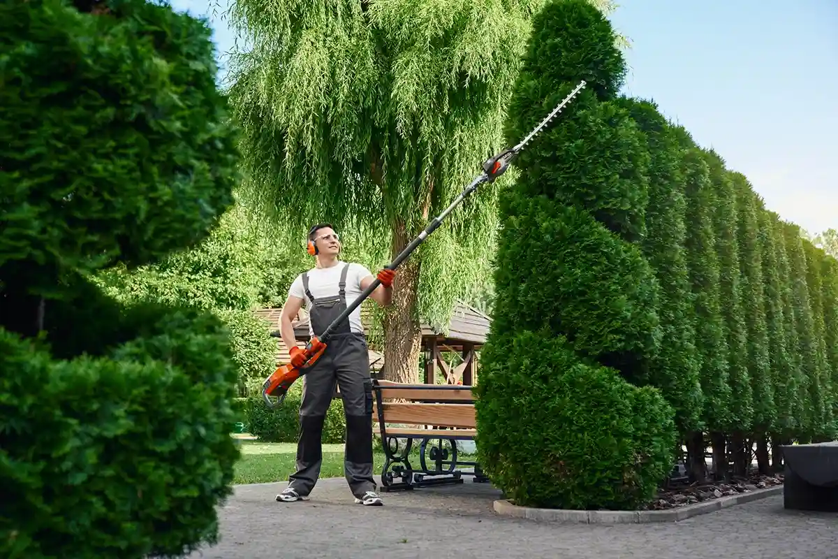 Professional Landscaping Services