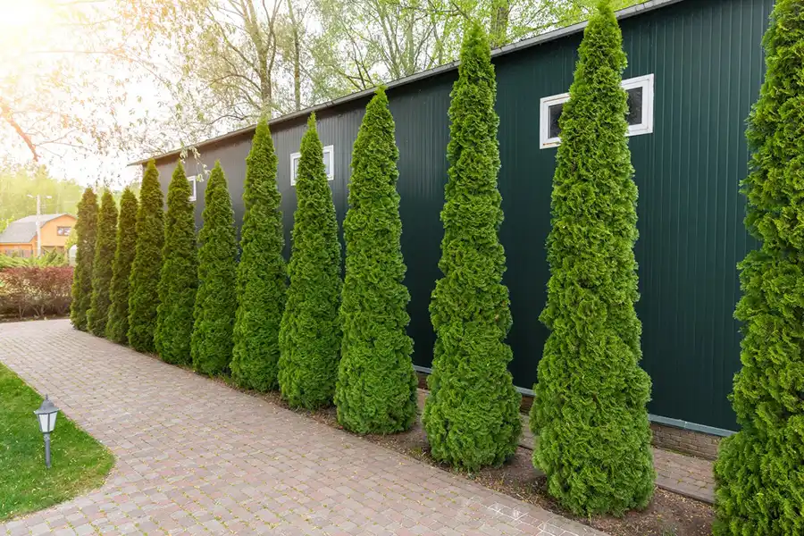 Landscaping